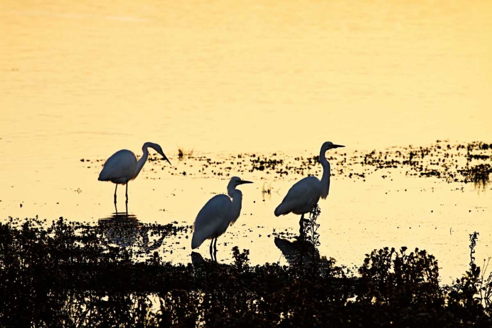 Egrets in the Sunrise I art print by Alan Hausenflock for $57.95 CAD
