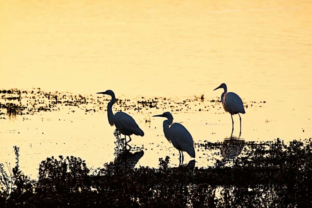 Egrets in the Sunrise II art print by Alan Hausenflock for $57.95 CAD