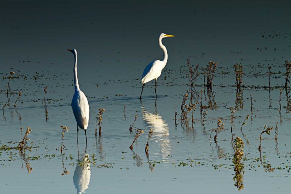 Early Morning Egrets I art print by Alan Hausenflock for $57.95 CAD