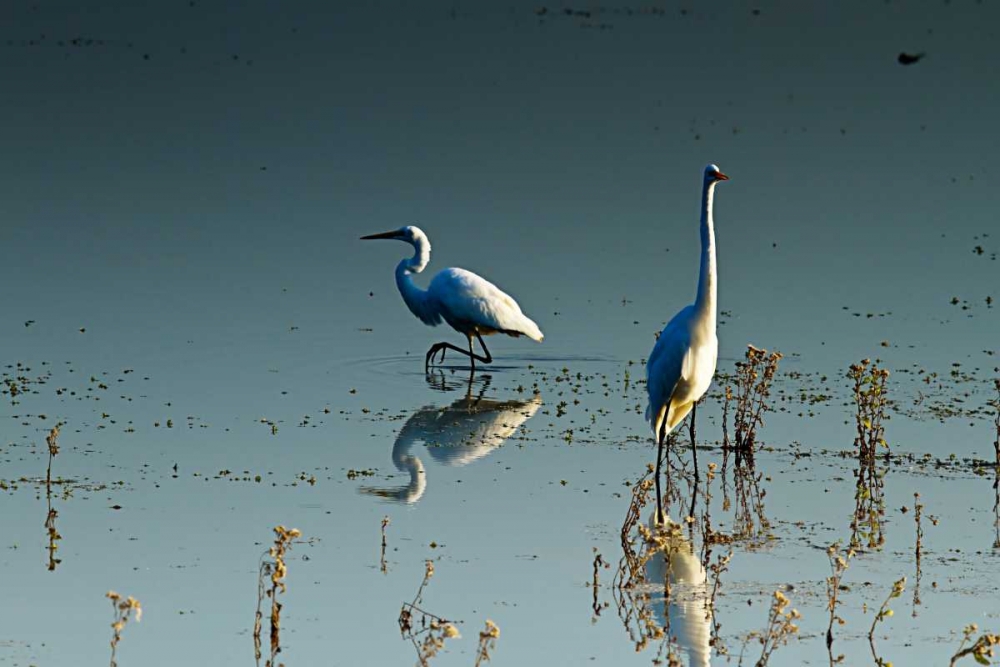 Early Morning Egrets II art print by Alan Hausenflock for $57.95 CAD
