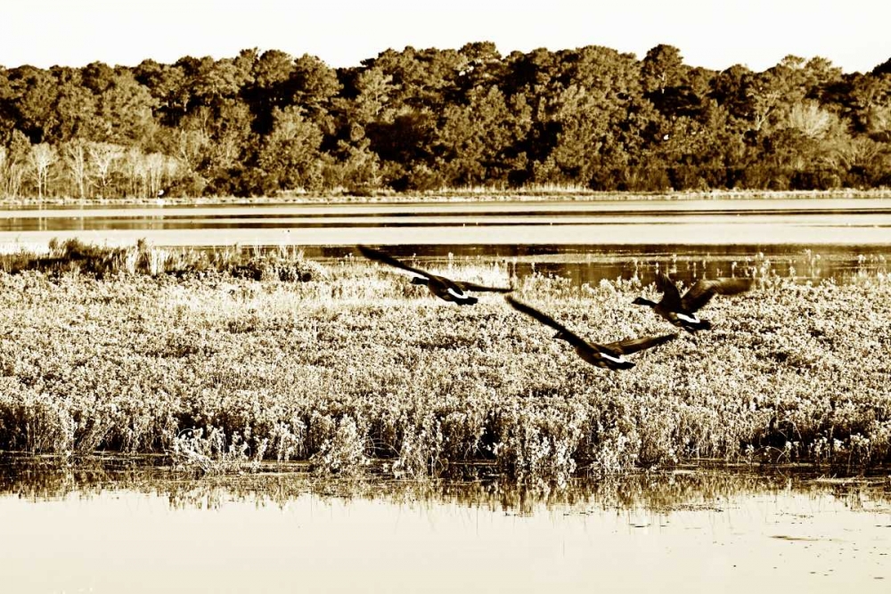 Assateague Island III art print by Alan Hausenflock for $57.95 CAD