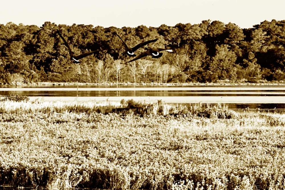 Assateague Island IV art print by Alan Hausenflock for $57.95 CAD