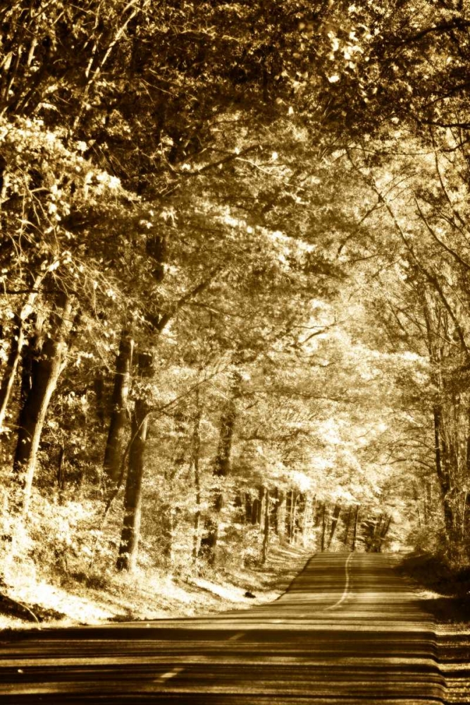 Autumn Wood Road III art print by Alan Hausenflock for $57.95 CAD