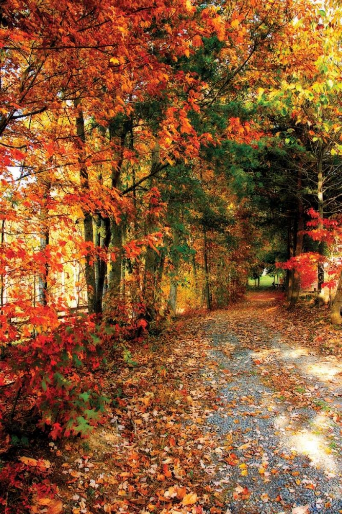 Autumn Pathway art print by Alan Hausenflock for $57.95 CAD