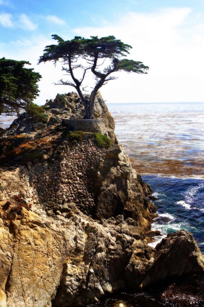 Lone Cypress I art print by Alan Hausenflock for $57.95 CAD