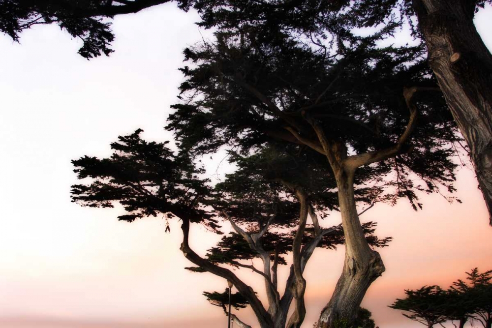 Cypress Silhouette III art print by Alan Hausenflock for $57.95 CAD