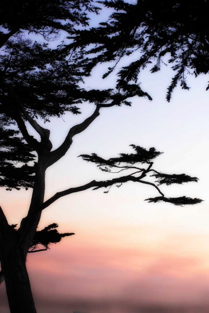Cypress Silhouette IV art print by Alan Hausenflock for $57.95 CAD