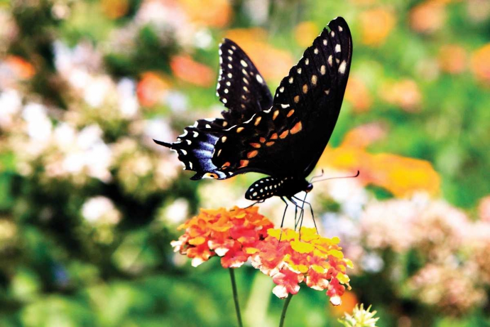 Giant Swallowtail art print by Alan Hausenflock for $57.95 CAD