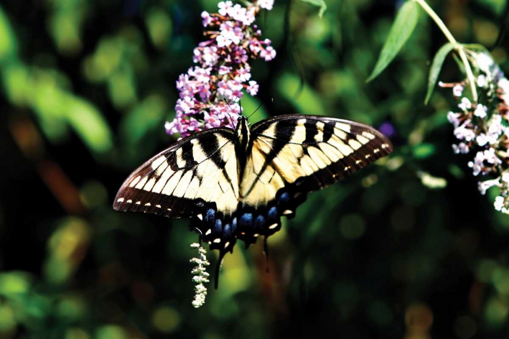 Black Swallowtail I art print by Alan Hausenflock for $57.95 CAD