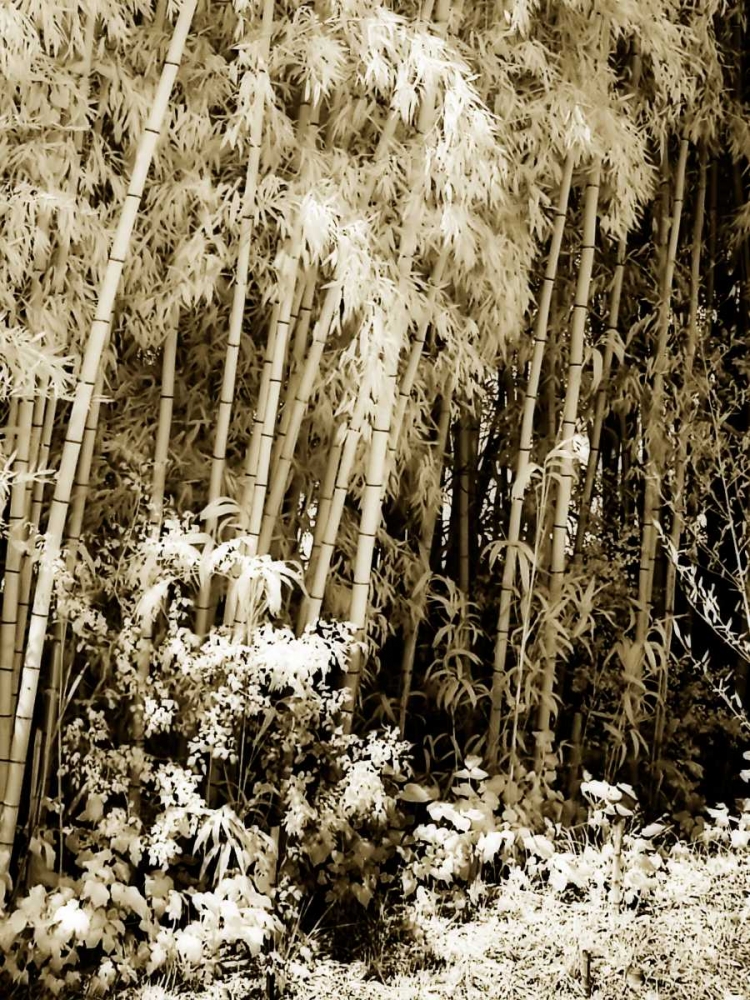 Bamboo Grove I art print by Alan Hausenflock for $57.95 CAD