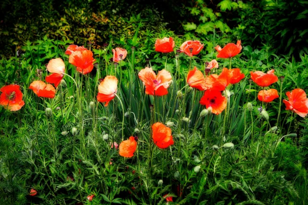 Poppies II art print by Alan Hausenflock for $57.95 CAD