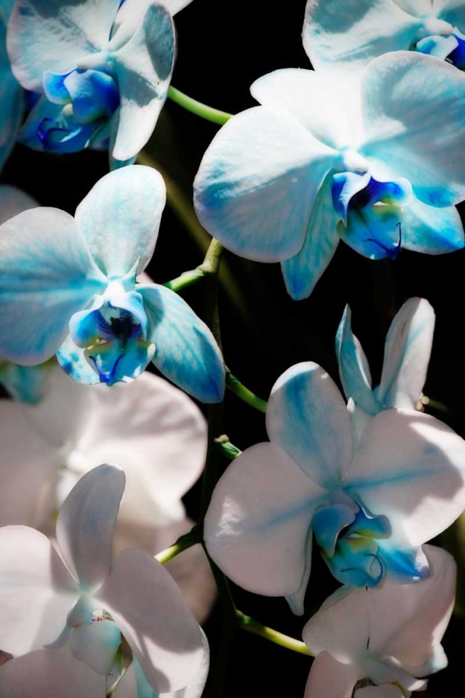 Blue Moth Orchids I art print by Alan Hausenflock for $57.95 CAD