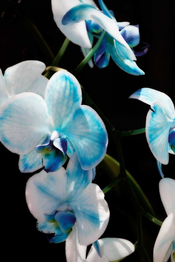 Blue Moth Orchids II art print by Alan Hausenflock for $57.95 CAD