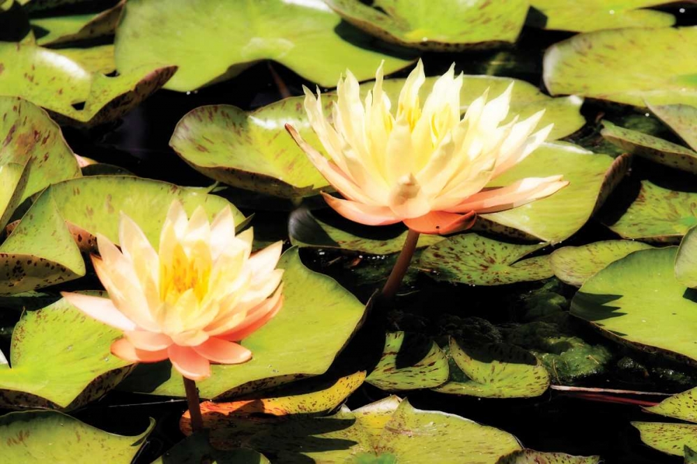 Blushing Lilies I art print by Alan Hausenflock for $57.95 CAD