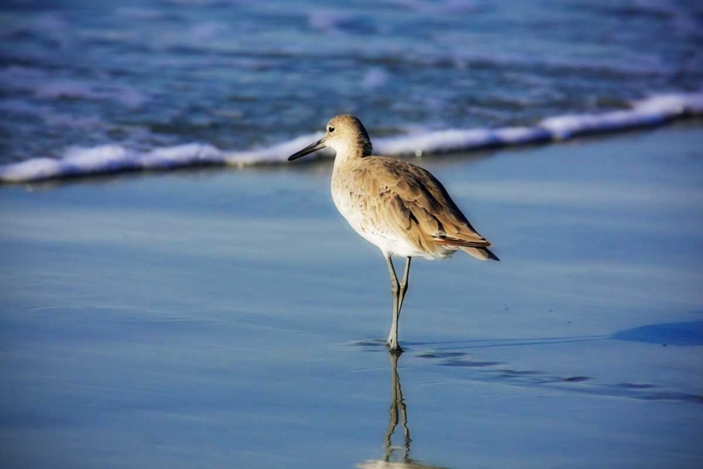 Sandpiper in the Surf I art print by Alan Hausenflock for $57.95 CAD