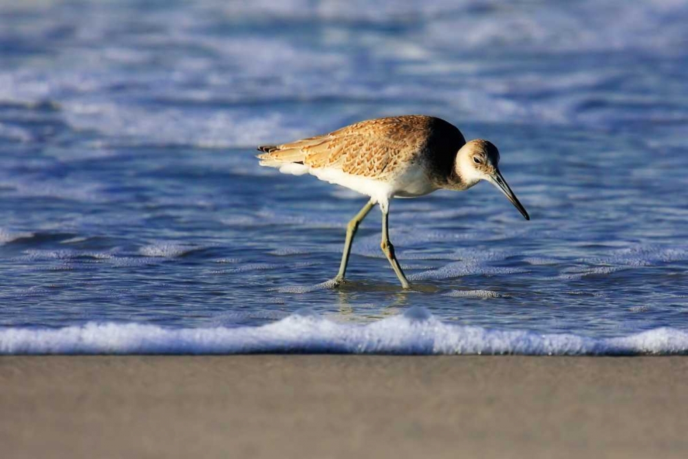 Sandpiper in the Surf IV art print by Alan Hausenflock for $57.95 CAD