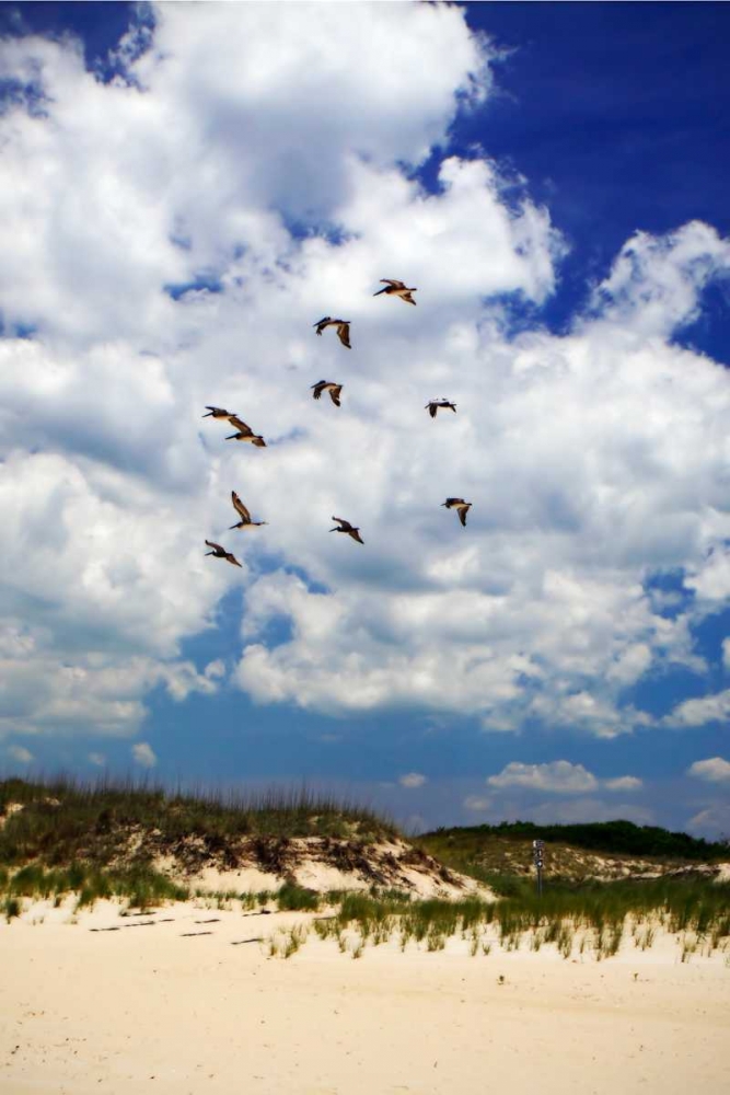 Pelicans over the Dunes V art print by Alan Hausenflock for $57.95 CAD