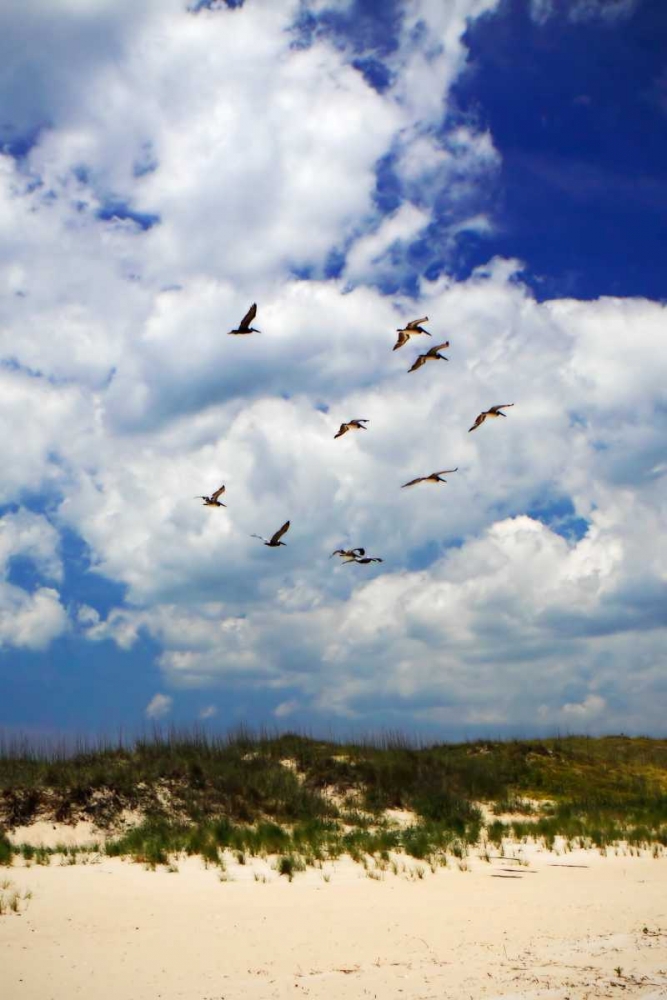 Pelicans over the Dunes VI art print by Alan Hausenflock for $57.95 CAD