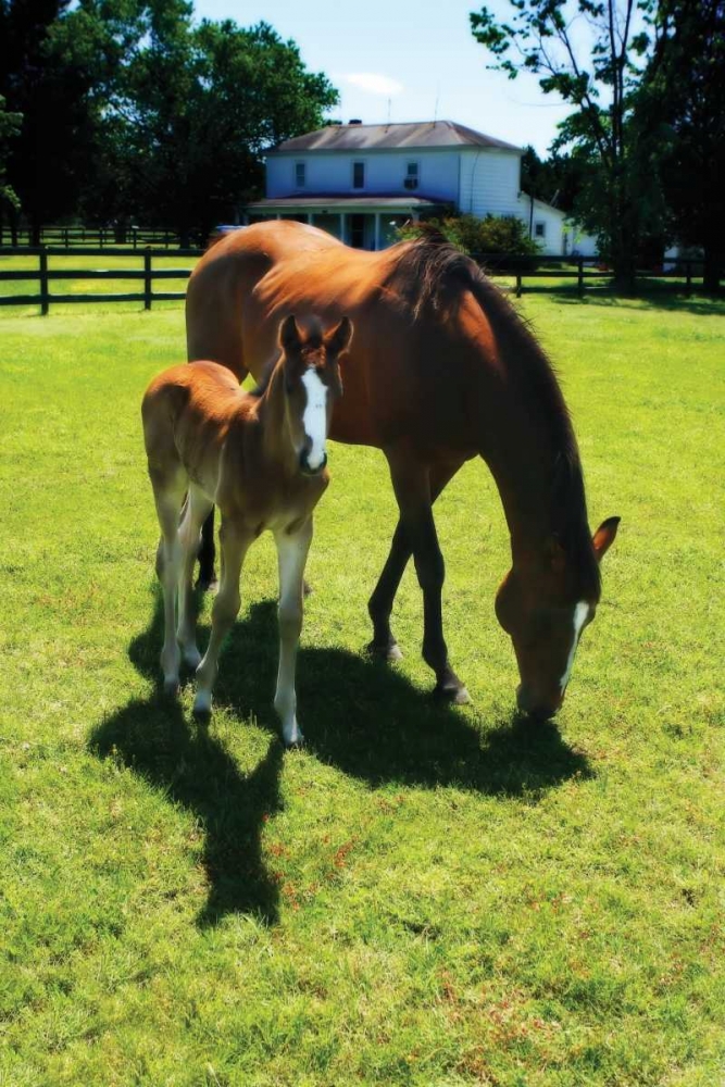 Mare and Foal I art print by Alan Hausenflock for $57.95 CAD