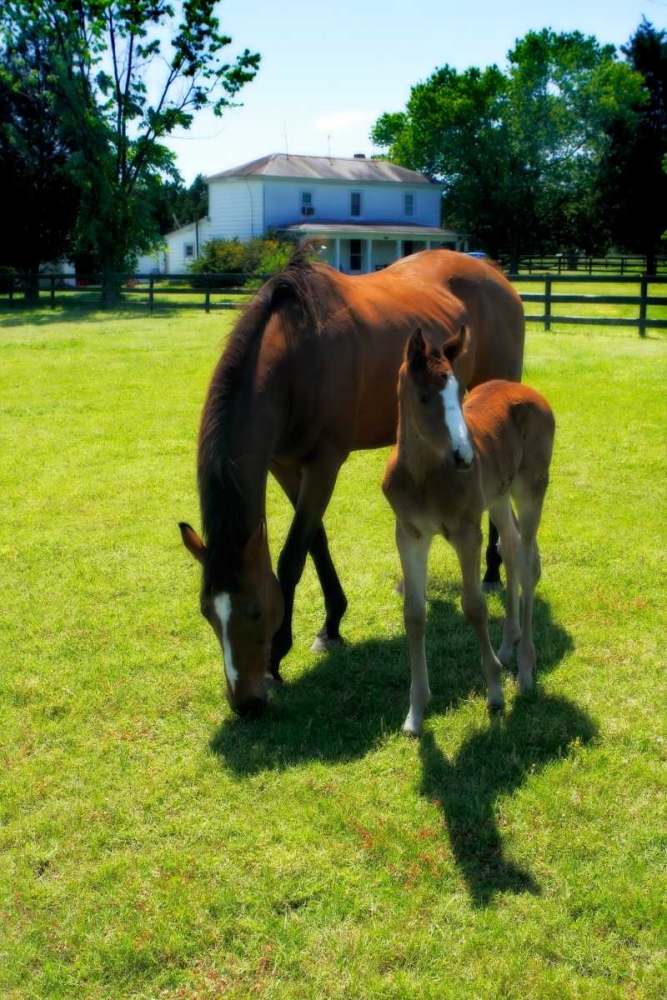 Mare and Foal II art print by Alan Hausenflock for $57.95 CAD