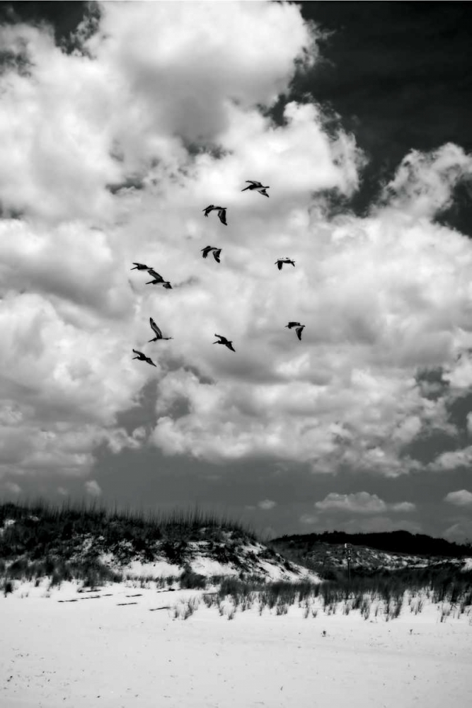 Pelicans over Dunes V art print by Alan Hausenflock for $57.95 CAD