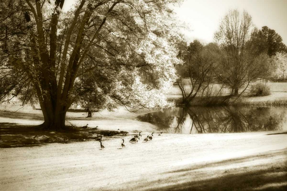 Geese at the Pond II art print by Alan Hausenflock for $57.95 CAD