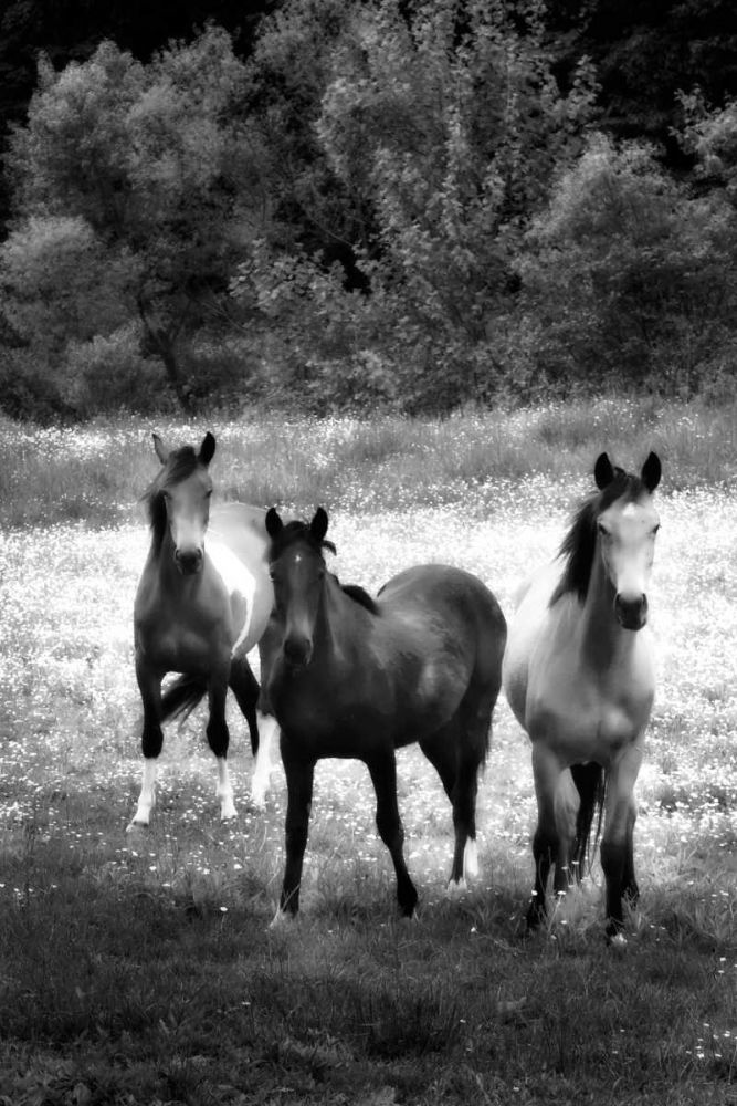 The Horses Three II art print by Alan Hausenflock for $57.95 CAD