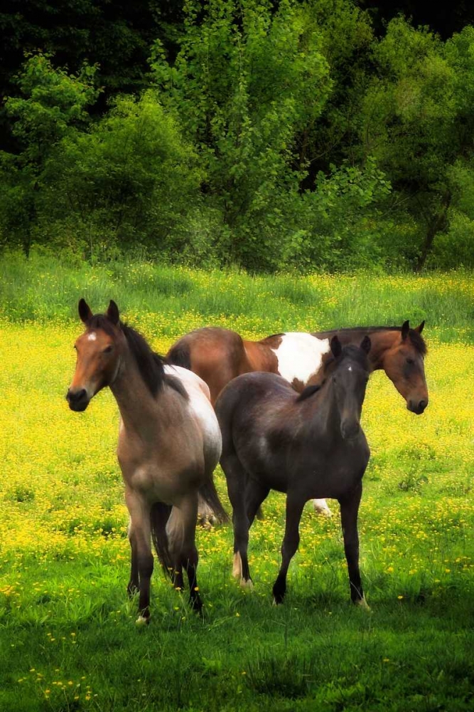 The Horses Three I art print by Alan Hausenflock for $57.95 CAD