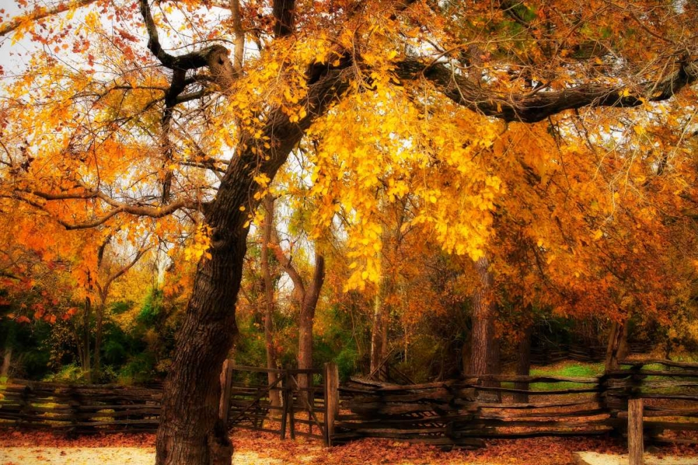 Split Rail Fence IV art print by Alan Hausenflock for $57.95 CAD