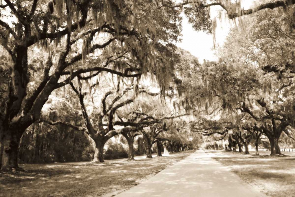 Charleston Oaks 10 Sepia art print by Alan Hausenflock for $57.95 CAD