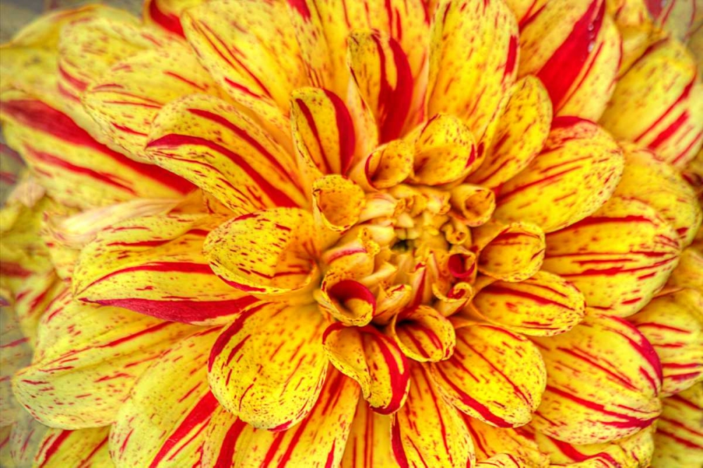 Red Striped Dahlia art print by George Johnson for $57.95 CAD