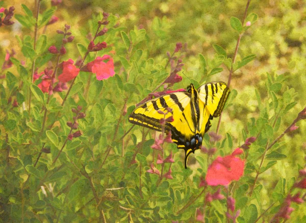 Butterfly and Flowers art print by George Johnson for $57.95 CAD