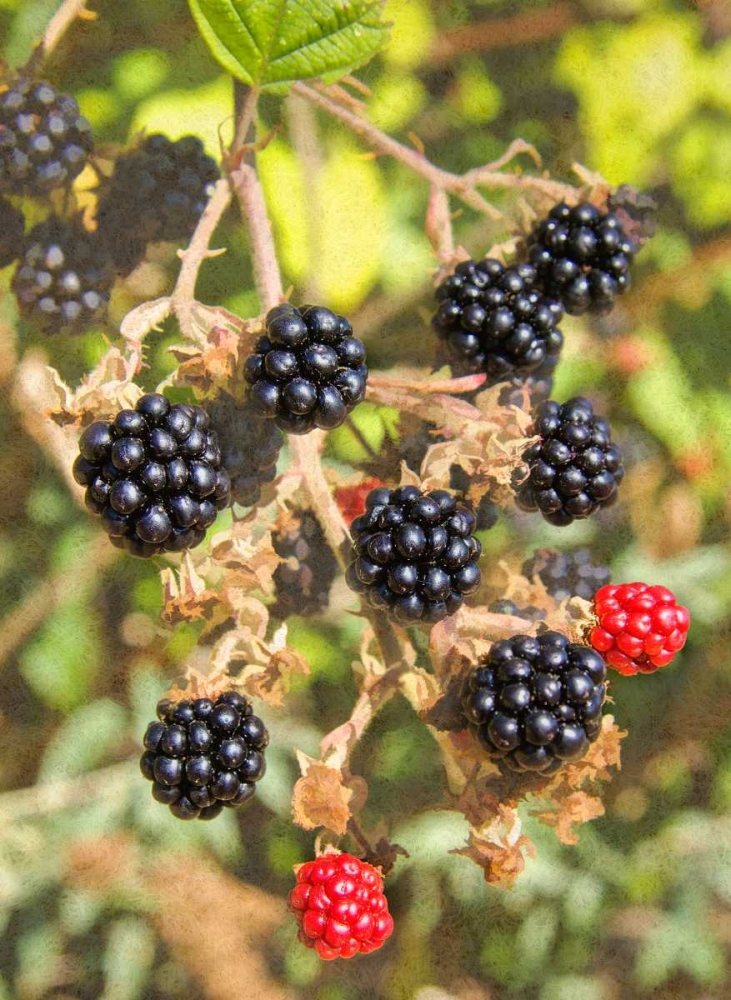 Geroges Wild Berries art print by George Johnson for $57.95 CAD