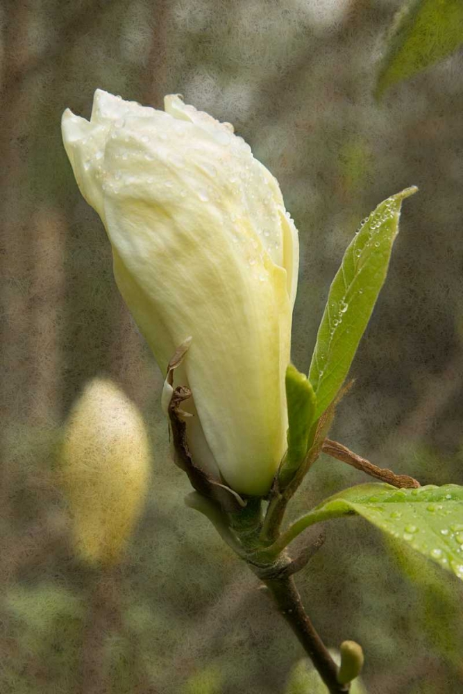 White Tulip Tree I art print by George Johnson for $57.95 CAD