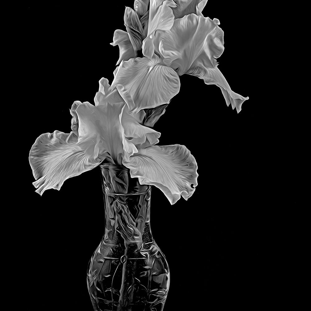 White Iris art print by George Johnson for $57.95 CAD