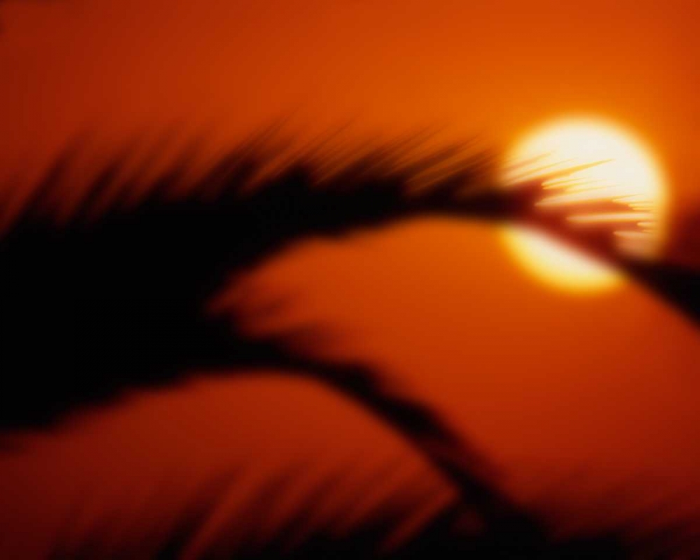 Palm Sunset I art print by Scott Larson for $57.95 CAD