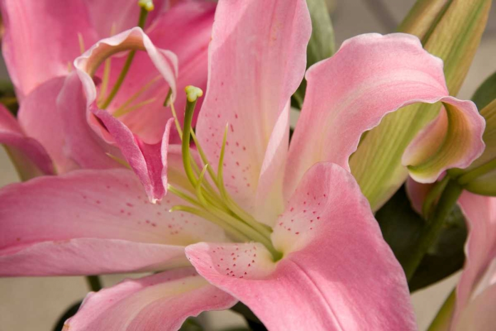 Soft Pink Lily I art print by Maureen Love for $57.95 CAD