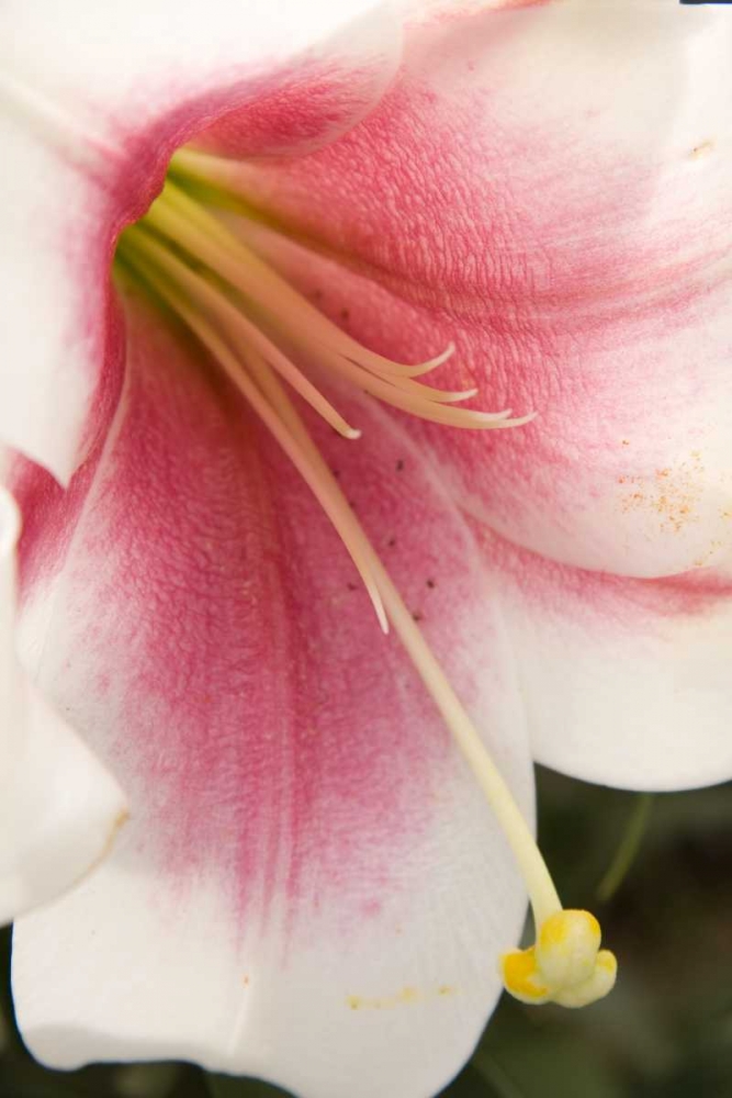 Soft Pink Lily II art print by Maureen Love for $57.95 CAD