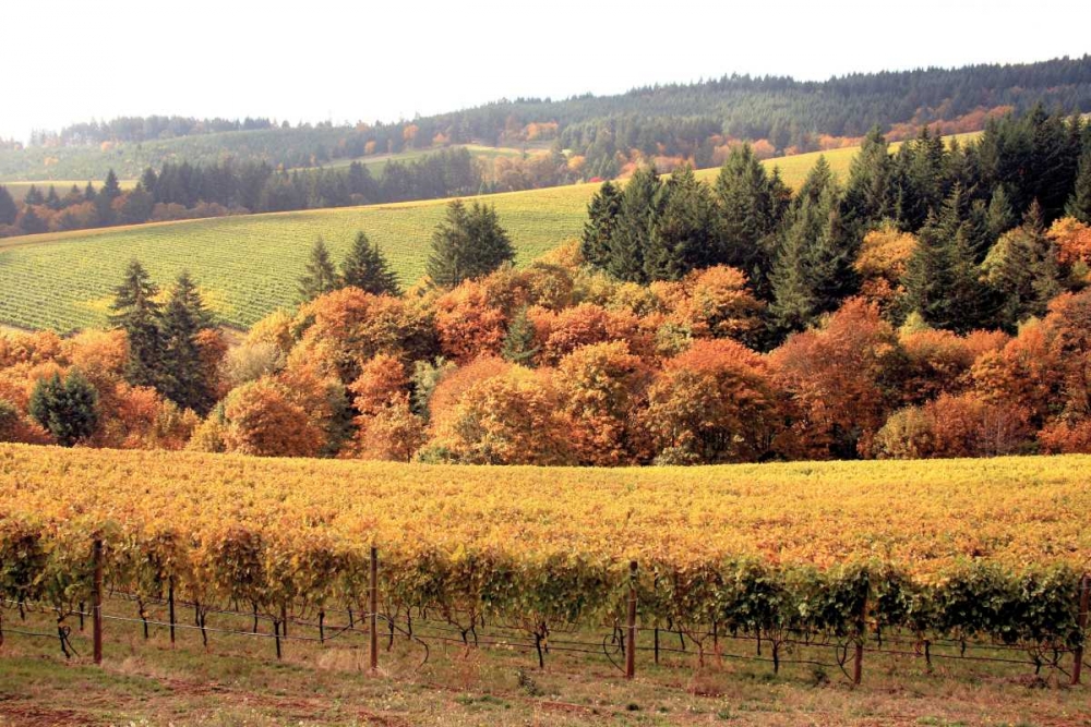Fall in Wine Country I art print by Maureen Love for $57.95 CAD