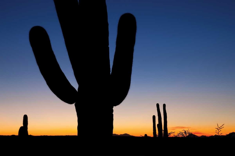 Clear Saguaro Sunset I art print by Larry Malvin for $57.95 CAD