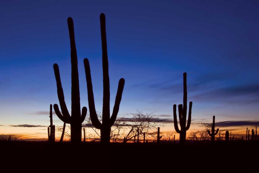 Classic Saguaro Sunset II art print by Larry Malvin for $57.95 CAD