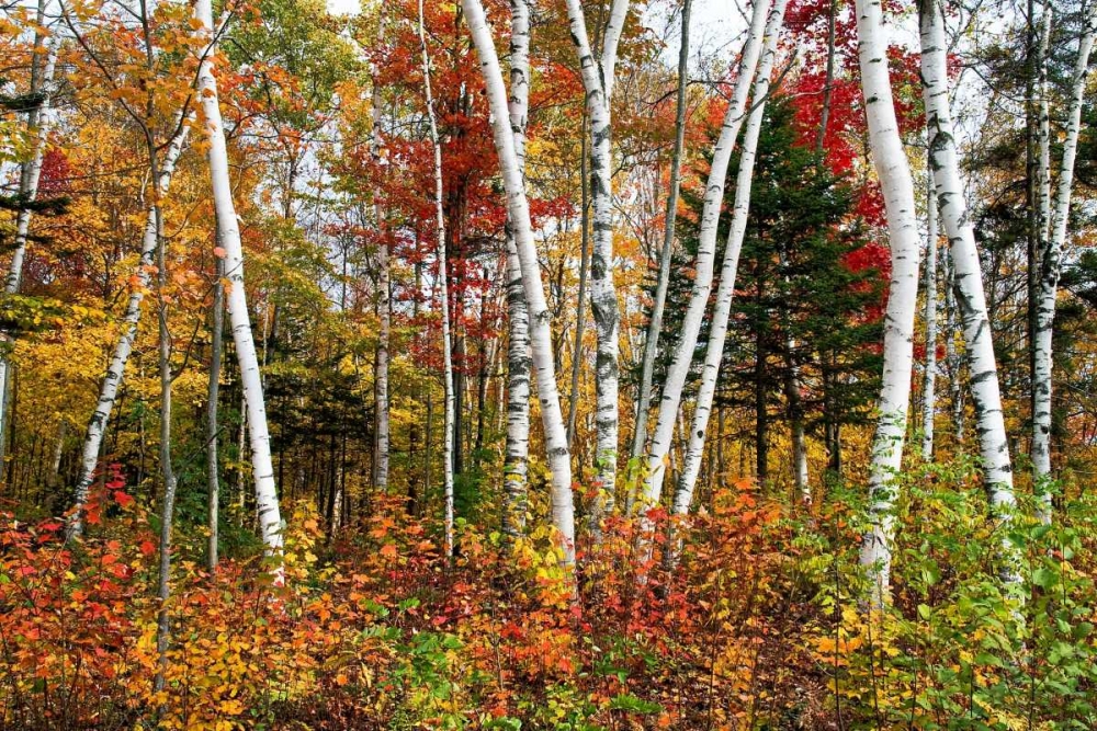 Vermont Birches art print by Larry Malvin for $57.95 CAD