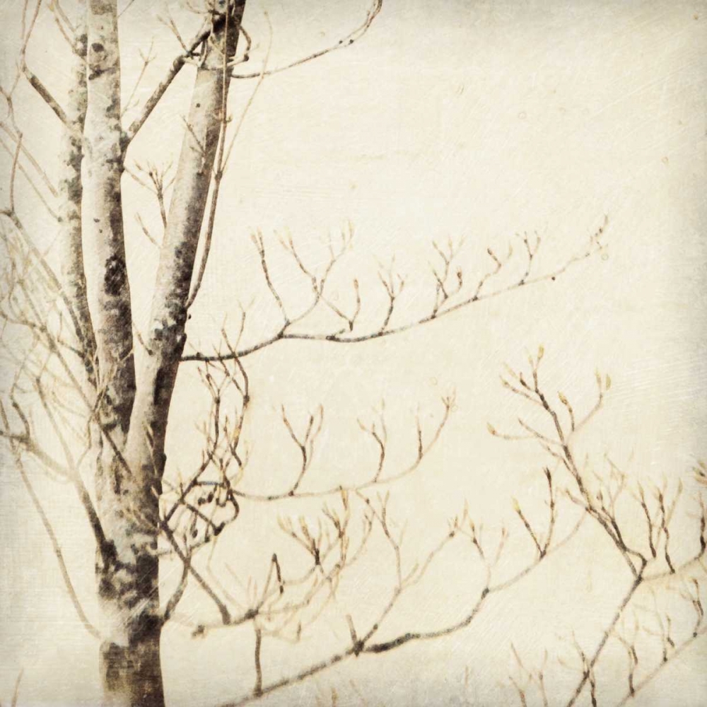 Winter Trees I art print by Amy Melious for $57.95 CAD
