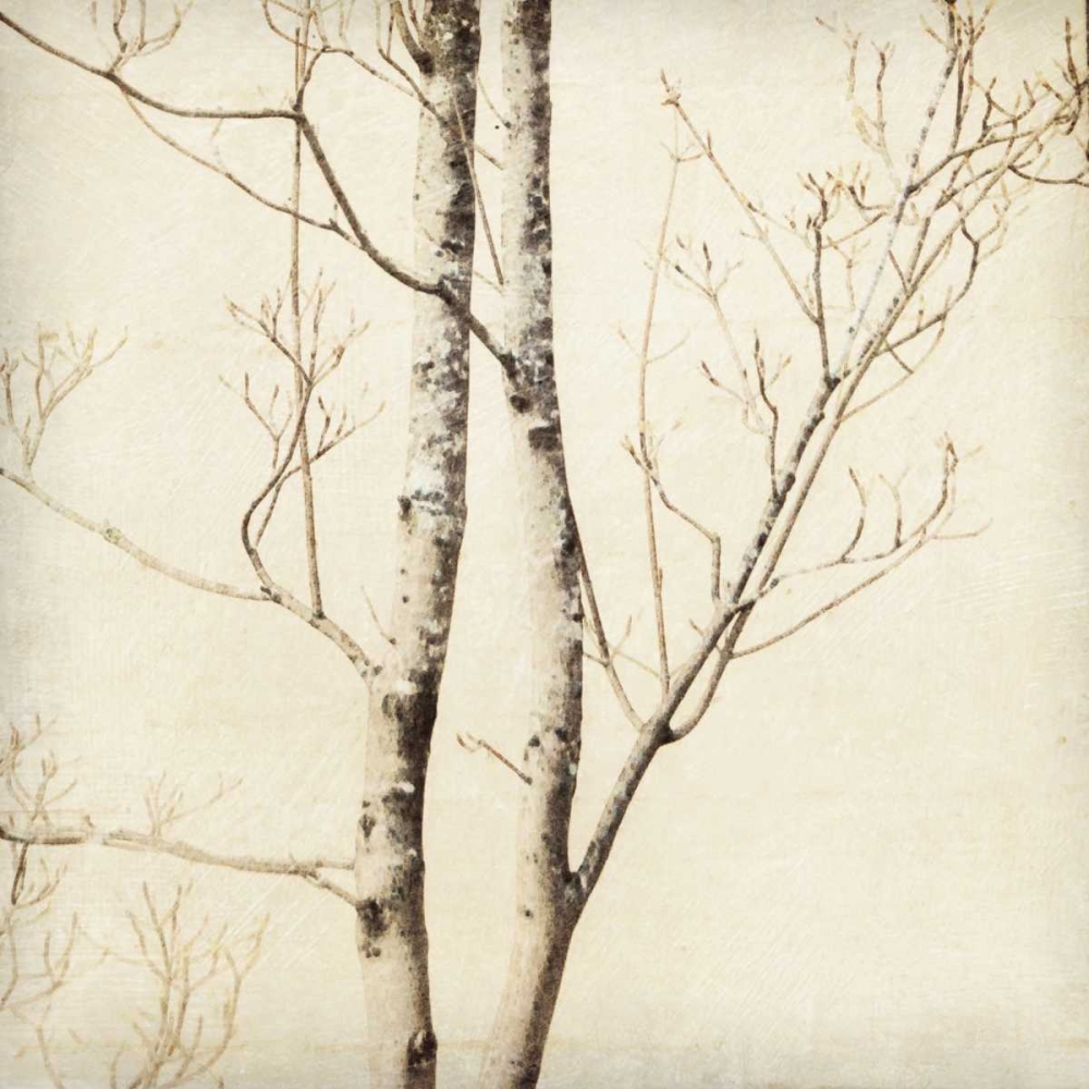 Winter Trees II art print by Amy Melious for $57.95 CAD