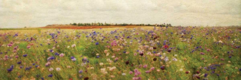 Wildflower Field II art print by Amy Melious for $57.95 CAD