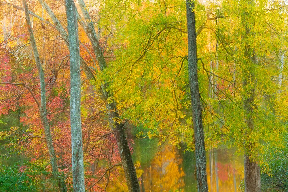 Autumn in Tennessee II art print by Kathy Mahan for $57.95 CAD