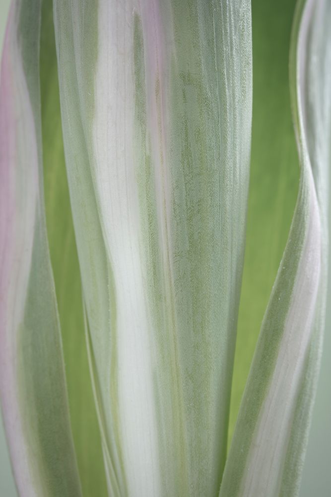 Pale Green Beginning II art print by Kathy Mahan for $57.95 CAD