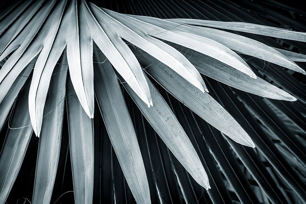 Fan Palm I art print by Kathy Mahan for $57.95 CAD