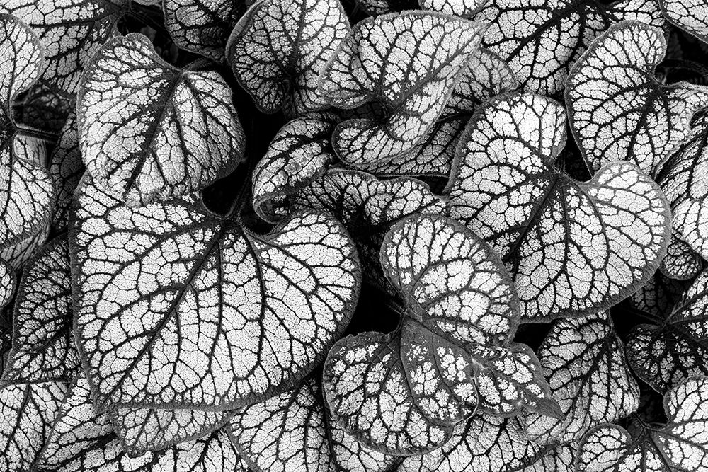 Brunnera Leaves art print by Kathy Mahan for $57.95 CAD