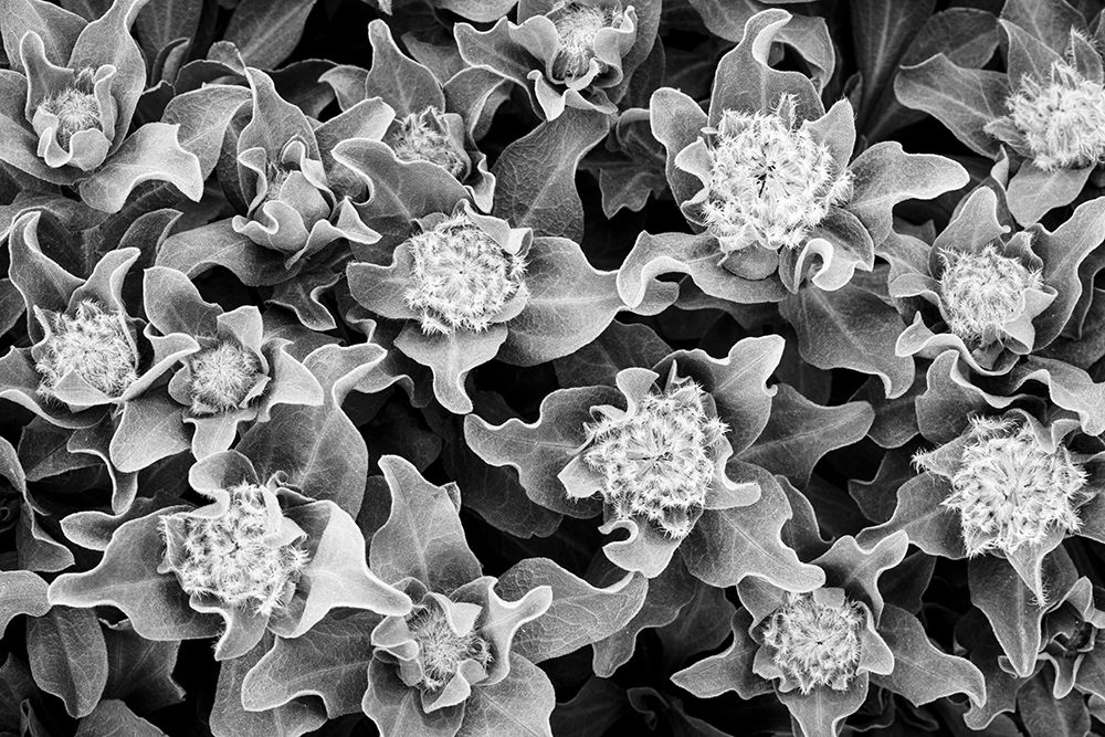 Soon to be Flowers art print by Kathy Mahan for $57.95 CAD